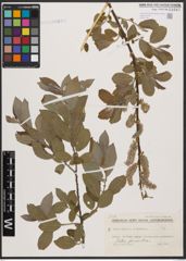 Foto von Salix caprea L. x Salix cinerea L.